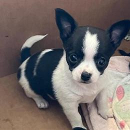 Chihuahua Puppies Coming in April in Lafayette, la