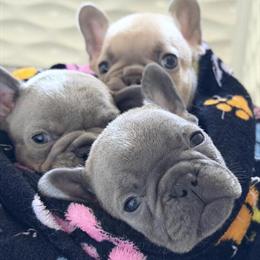 French Bulldog Puppies Available in Tampa, fl