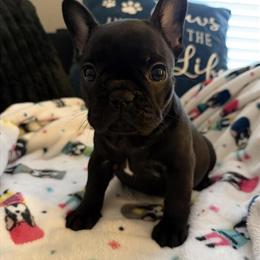 French Bulldog Puppies Available - Males and Females in Tampa, fl