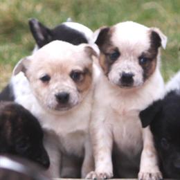 Adorable Labrador Retriever and Australian Shepherd Puppies Available in Lansing, mi