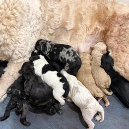 Moyen Goldendoodles Available - 9 Sweet Puppies in Evansville, in