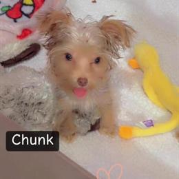 Chocolate Teacup Yorkshire Terrier Boy Under 3 lbs - Sweet and Playful! in Columbia, sc