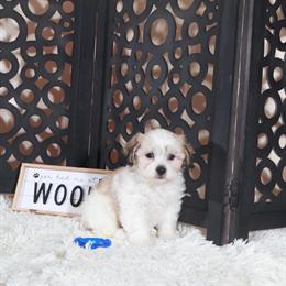 Teddy Bear Puppy Benji Ready for a New Home in Mount Vernon, oh