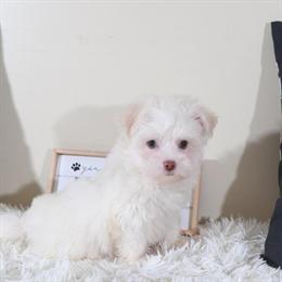 Havanese Puppy Stormy - Playful and Loving Companion in Mount Vernon, oh