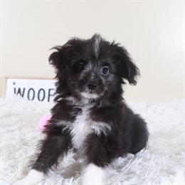 Female Toy Aussiedoodle Puppy Ready for a Loving Home in Mount Vernon, oh