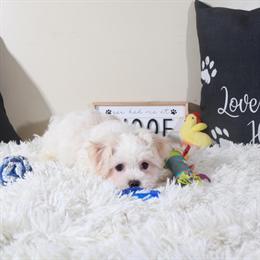 Charming Male Havanese Puppy Available in Mount Vernon, oh