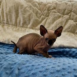 Tica Registered Sphynx Kittens with Blue Eyes Ready in April in Toledo, oh