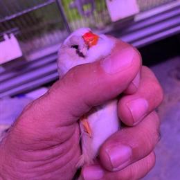 Zebra Finches - Pied & White Mutations Available Now in Melbourne, fl