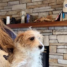 Yorkiepoo Pup for Adoption in Winchester, oh