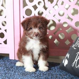 Aussiedoodle Puppy Brownie Looking for a Forever Home in Mount Vernon, oh