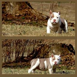 Pocket American Bully Puppies Available in Martinsville, va