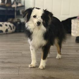 Mini Australian Shepherd Available for Rehoming in Okemos, mi