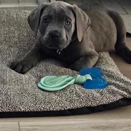 Cane Corso Puppies Seeking Forever Homes in Charlotte, nc