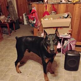 Doberman puppies for adoption in Warrenton, nc