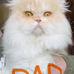 Persian Kitten - Male, Born 1/25/26 in Dubuque, ia