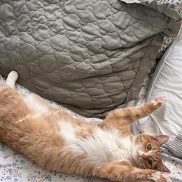 Two Friendly Cats Looking for a Good Home in Toledo, oh