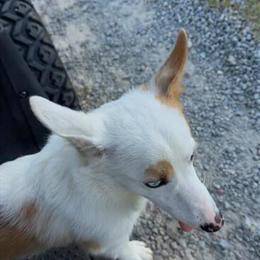 Corgi - 1 Year Old, Well Behaved and Potty Trained in Danville, va