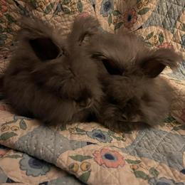 Baby English Angora Bunnies Ready for Adoption in Dayton, oh