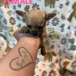 Chihuahua Puppies Available - 1 Male and 1 Female in Cincinnati, oh