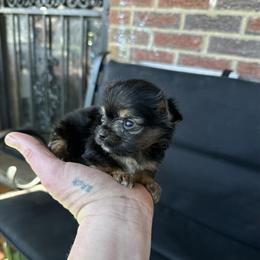 Yorkshire Terrier Puppies - 1 Traditional Female Available in Cincinnati, oh