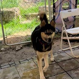 Siberian Husky Akela - 6 Years Old, Not Spayed, Great with Kids in Clarion, pa