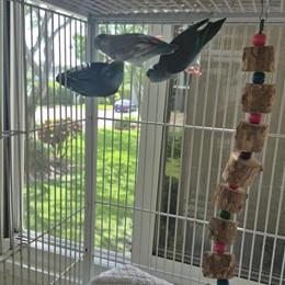 Pied Parrotlets for Sale in West Palm Beach, fl