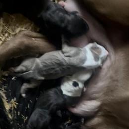 American Pit Bull Terrier Puppies Available in New York, ny