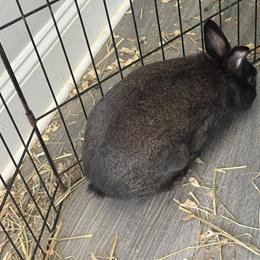 Male Rabbit Available for Rehoming in Summerfield, nc