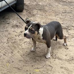 American Bully - ABKC Reg 2x GrCh Azari Daughter in Summerfield, nc