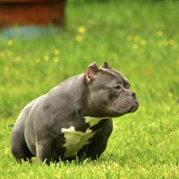 American Bully Adult Female for Sale in Summerfield, nc
