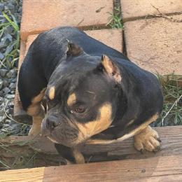 American Bully Master Po Son for Adoption in Summerfield, nc