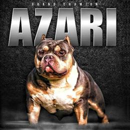 American Bully GrCh Azari Available for Stud in Summerfield, nc