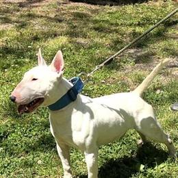 Male Bull Terrier Available in Kinston, nc