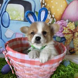 Pembroke Welsh Corgis Available in Circleville, oh