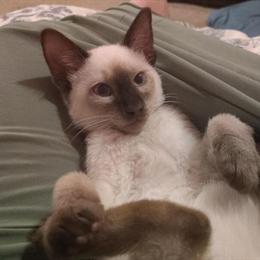 Siamese Male Kitten Available in Hubbard, oh