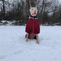 Albino Doberman - Friendly 5-Year-Old Male in Catonsville, md