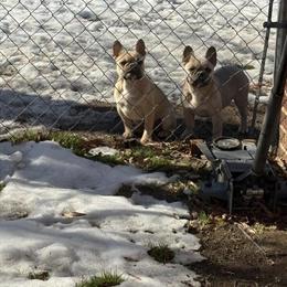 6 Month Old French Bulldog Puppy Available in Richmond, va