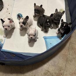 French Bulldog Puppies Available for Adoption in Richmond, va