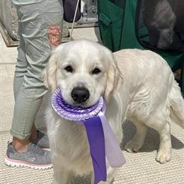 Golden Retriever Puppies Ready for New Homes in June in Grand Rapids, mi