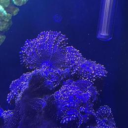 Coral Frags for Sale - Zoanthids, Ricordea Yuma, and More in Douglas, ga