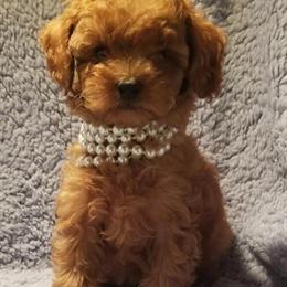 Tiny Red Female Poodle Available in Homewood, il