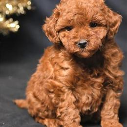 Tiny Poodle Available in Homewood, il