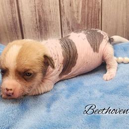 Chinese Crested Chihuahua Puppy with Unique Markings in NC in Greensboro, nc