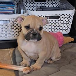 Female puppies seeking loving homes in Roanoke, va