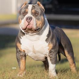 American Bully Male Stud Available in Roanoke, va