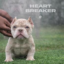 Merle Lilac Nano Male Puppy Available in Pensacola, fl