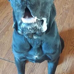 Cane Corso Puppies Available from AlphaMoons in South Hill, va