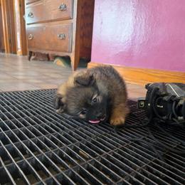 Female Pomeranian Puppies for Adoption in Milford, mi