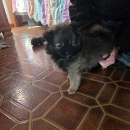 Tiny Female Pomeranian Puppies for Sale in Milford, mi