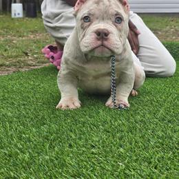 Lilac Merle French Bulldog Puppy Ready for a New Home in Pensacola, fl